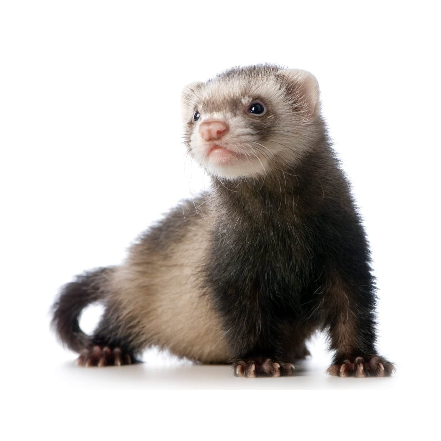 Lead Ferret